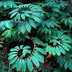 some very pretty green plants with rings on them