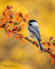 a small bird sitting on top of a tree branch with orange and yellow leaves in the background