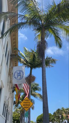 palm trees line the street in front of a building