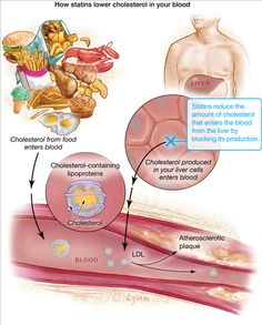 the stages of blood flow in human body and how to use it for medical purposes