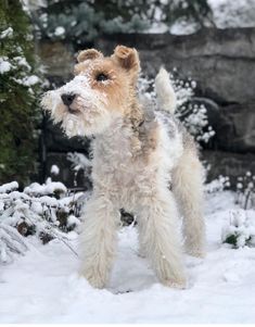 a small white dog standing in the snow