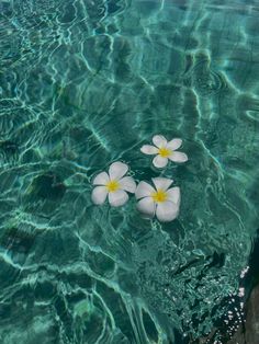 three white flowers floating in clear blue water