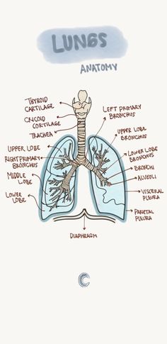 the lungs are labeled in this diagram