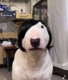 a black and white dog sitting on top of a floor