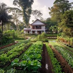 a garden with lots of green plants in front of a house