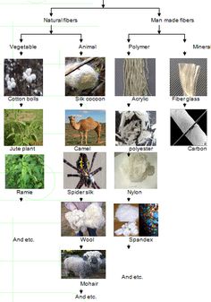 an image of different types of plants and animals in the same diagram, with words describing them