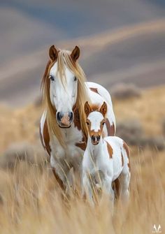 two brown and white horses standing next to each other on a dry grass covered field