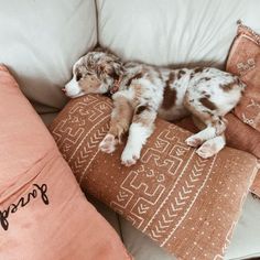 a dog laying on top of some pillows