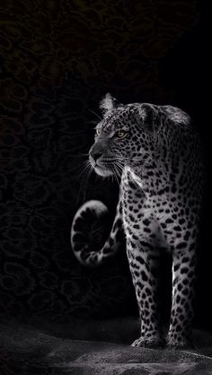 a black and white photo of a leopard standing in the dark with its tail up