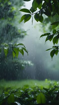 the rain is falling down on green leaves