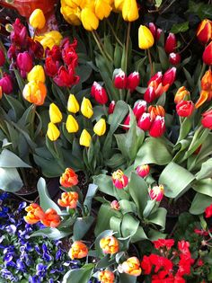 many different colored tulips and other flowers