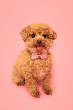 a small brown dog with a pink bow tie sitting on top of a pink background