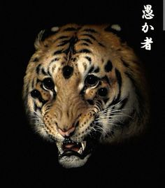 an image of a tiger in the dark