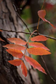 an orange leaf hangs from a tree branch