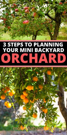 an orange tree with the words 3 steps to planning your mini backyard orchard