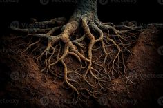 a tree with its roots exposed in the ground, showing it's root system