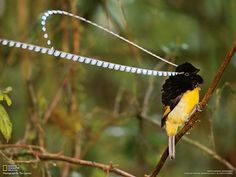 a small yellow and black bird sitting on top of a tree branch in the forest