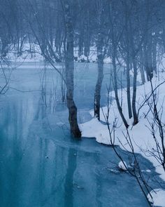 the water is frozen and there are trees in it