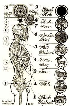 The nine etheric bodies, according to "The Only Planet of Choice" 13 Chakras, Earth Magick, Occult Symbols, The Ray, Chakra System, Weak In The Knees, Energy Medicine, Healing Modalities