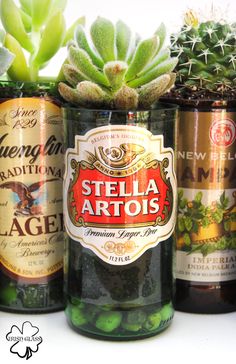 three beer bottles and a succulent plant on a white surface with the caption stella artois