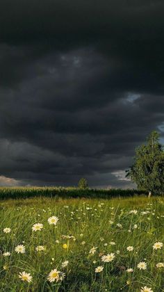 a field full of flowers under a dark sky with storm clouds in the back ground