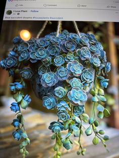 a bunch of blue flowers are hanging from a planter on a tweel