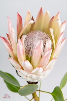 a large flower with pink and white petals on it's head, in front of a gray background