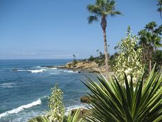 palm trees and the ocean on a sunny day