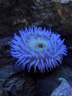 anemone with white and blue stripes on it's head in the water