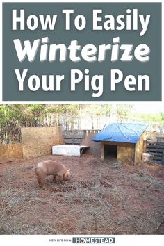 a pig is standing in the hay with text overlay that reads how to easily winterize your pig pen