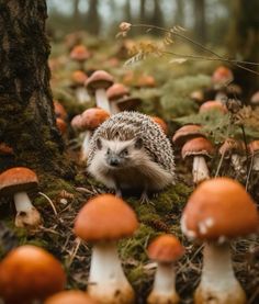 a hedgehog sitting in the middle of a forest full of mushrooms