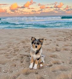 a small dog sitting on top of a sandy beach