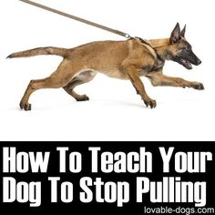 a dog running with a leash on it's neck and the words how to teach your dog to stop pulling