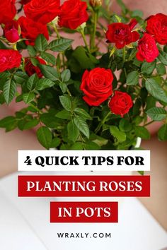 red roses in a vase with text overlay reading quick tips for planting roses in pots