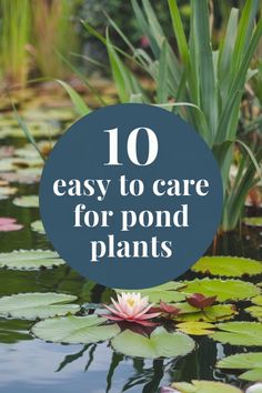 10 Easy Pond Plants Native to the USA US Natives. Water Lily Water Pond Plants