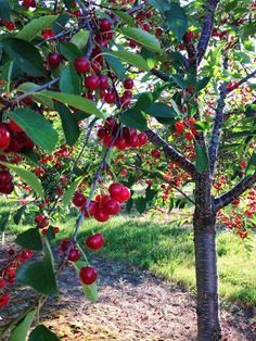 an apple tree filled with lots of red fruit on it's branches and leaves