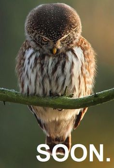 an owl sitting on top of a tree branch with emoticions around it's eyes