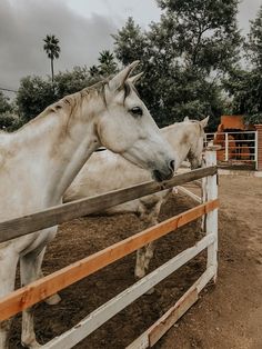 two white horses standing next to each other behind a fence