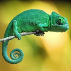 a green chamelon sitting on top of a branch with its tail curled up