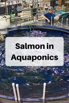 an aquaponics tank with the words salmon in aquatics above it and two men working