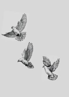 three birds are flying in the sky together