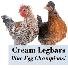 two chickens standing next to each other with the words cream legbars blue egg champion