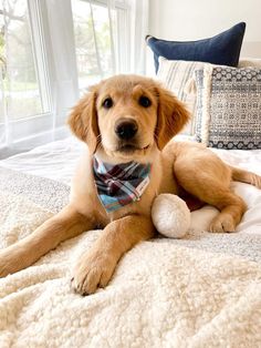 a brown dog laying on top of a bed next to a white stuffed animal toy