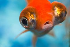 an orange fish with big eyes looking at the camera while it's close up