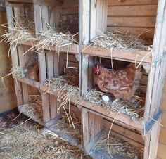 a chicken in a coop with hay on the floor