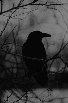 a black bird perched on top of a tree branch in the dark night sky with no leaves