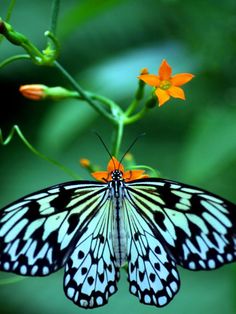 a butterfly with black and white wings sitting on a flower