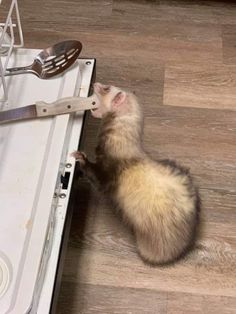 a ferret sitting on top of an open dishwasher next to a spatula