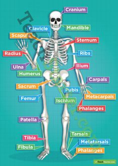 the human skeleton labeled in different languages