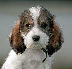 a brown and white dog sitting on top of a lush green field